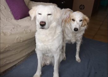 Radio Zampetta Sarda: il padrone si ammala di tumore, 2 cagnetti cercano casa