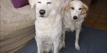 Radio Zampetta Sarda: il padrone si ammala di tumore, 2 cagnetti cercano casa