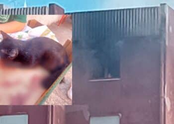 Inferno a Guspini, anche un gattino è rimasto vittima dell’esplosione di una bombola all’interno di un appartamento