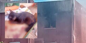 Inferno a Guspini, anche un gattino è rimasto vittima dell’esplosione di una bombola all’interno di un appartamento