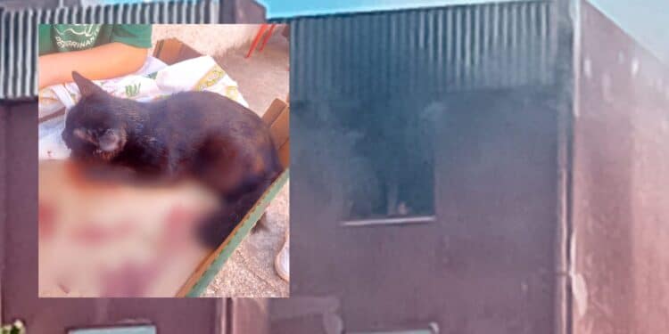 Inferno a Guspini, anche un gattino è rimasto vittima dell’esplosione di una bombola all’interno di un appartamento