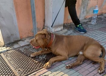 Vaga per le vie del centro, cittadini in “ostaggio” di un pitbull ad Assemini