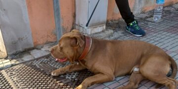 Vaga per le vie del centro, cittadini in “ostaggio” di un pitbull ad Assemini