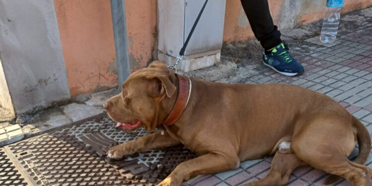 Vaga per le vie del centro, cittadini in “ostaggio” di un pitbull ad Assemini