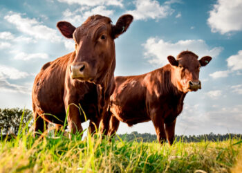 Sardegna, stop alle esportazioni dei bovini: dopo lingua blu e peste suina arriva una nuova emergenza