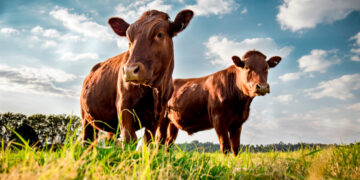 Sardegna, stop alle esportazioni dei bovini: dopo lingua blu e peste suina arriva una nuova emergenza