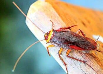 Cagliari invasa dalle blatte, ma il Comune tace: “È tempo di agire, basta silenzi e promesse mancate”