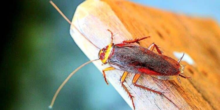 Cagliari invasa dalle blatte, ma il Comune tace: “È tempo di agire, basta silenzi e promesse mancate”
