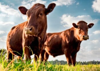 Dermatite bovina, il Tar respinge il ricorso: gli animali vanno abbattuti, anche se asintomatici