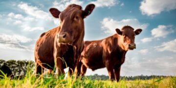 Dermatite bovina, il Tar respinge il ricorso: gli animali vanno abbattuti, anche se asintomatici