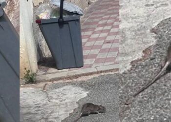 La Cagliari di Zedda è la città dei topi: “Eccoli a scorrazzare sui mastelli traboccanti”