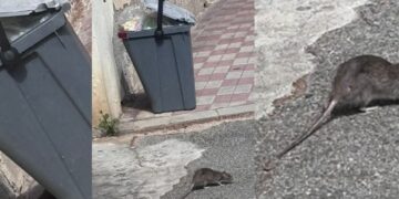 La Cagliari di Zedda è la città dei topi: “Eccoli a scorrazzare sui mastelli traboccanti”