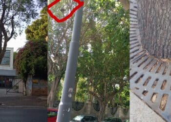 Cagliari, la gestione del verde di Zedda nel mirino degli ambientalisti di EARTH: “Tagli indiscriminati, nessuna tutela per gli animali”