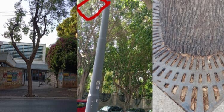 Cagliari, la gestione del verde di Zedda nel mirino degli ambientalisti di EARTH: “Tagli indiscriminati, nessuna tutela per gli animali”