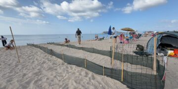 Sorpresa al Poetto di Quartu: schiusa improvvisa di un nido di tartarughe Caretta Caretta alla Marinella (VIDEO)