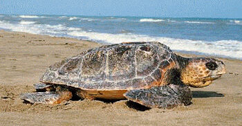 Liberata una Caretta caretta ad Arbus, una nuova vita per “Lady Gaga”