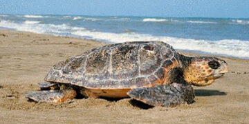 Liberata una Caretta caretta ad Arbus, una nuova vita per “Lady Gaga”