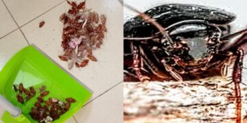 Interventi su canali, suolo pubblico e condotte fognarie: a Sestu è guerra alle blatte