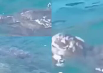 A Capo San Lorenzo avvistata una tartaruga liuto: “Un momento unico e indimenticabile”