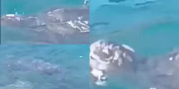 A Capo San Lorenzo avvistata una tartaruga liuto: “Un momento unico e indimenticabile”