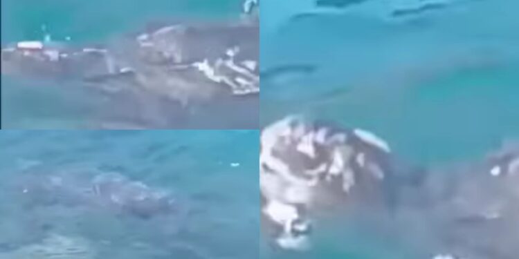 A Capo San Lorenzo avvistata una tartaruga liuto: “Un momento unico e indimenticabile”