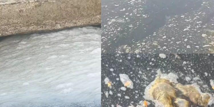 “Una cloaca putrida e nauseabonda” a due passi dal Poetto: ecco il canale che collega Is Arenas al mare