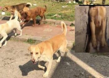 Capoterra, dopo il caso del cane impiccato si cerca di salvare tutti gli esemplari del branco