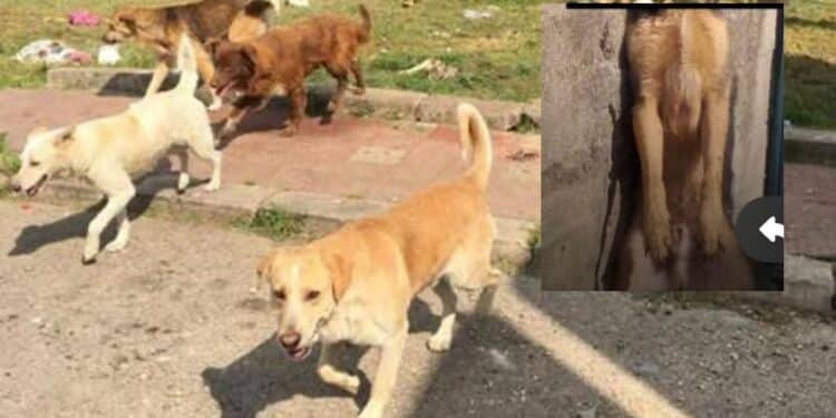 Capoterra, dopo il caso del cane impiccato si cerca di salvare tutti gli esemplari del branco