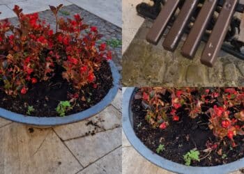 Monserrato, ladri e vandali in azione in piazza Maria Vergine: sparite le piantine dalle fioriere