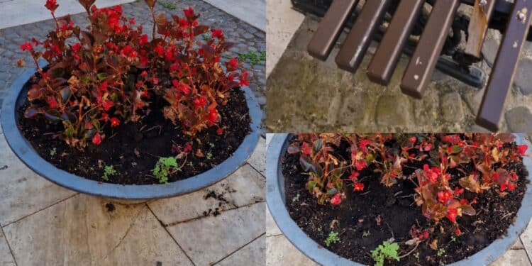 Monserrato, ladri e vandali in azione in piazza Maria Vergine: sparite le piantine dalle fioriere