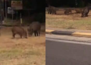 A Sinnai cinghiali nelle rotatorie in cerca di cibo