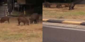 A Sinnai cinghiali nelle rotatorie in cerca di cibo