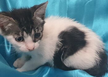 Radio Zampetta Sarda, la piccola Mia cerca una vera adozione