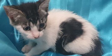 Radio Zampetta Sarda, la piccola Mia cerca una vera adozione