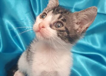 Radio Zampetta Sarda: stallo terminato, Mia cerca casa