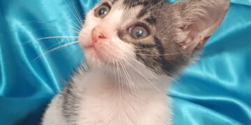 Radio Zampetta Sarda: stallo terminato, Mia cerca casa