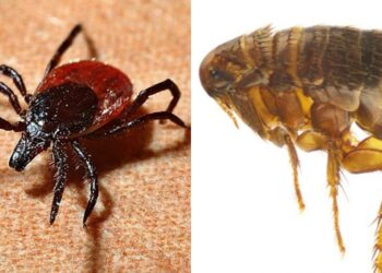 Cagliari, pulci e zecche sui mezzi pubblici: protestano i viaggiatori