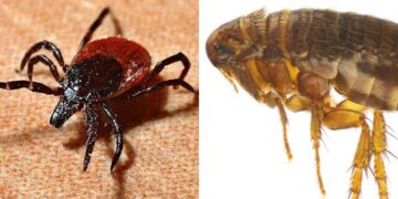 Cagliari, pulci e zecche sui mezzi pubblici: protestano i viaggiatori