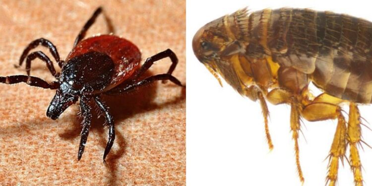 Cagliari, pulci e zecche sui mezzi pubblici: protestano i viaggiatori