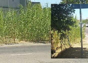 Quartu, a Flumini di Cuba rischio incidenti a causa della folta vegetazione