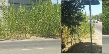 Quartu, a Flumini di Cuba rischio incidenti a causa della folta vegetazione