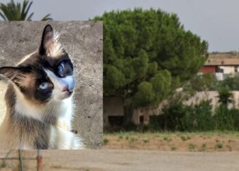 Monserrato, il nuovo Mc Donald’s sfratta i gatti: via la colonia felina per fare spazio a un maxi polo commerciale