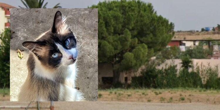Monserrato, il nuovo Mc Donald’s sfratta i gatti: via la colonia felina per fare spazio a un maxi polo commerciale