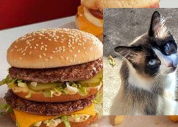 La colonia blocca i lavori, niente fast-food a Monserrato sino a quando i gatti non verranno messi in sicurezza