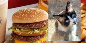 La colonia blocca i lavori, niente fast-food a Monserrato sino a quando i gatti non verranno messi in sicurezza