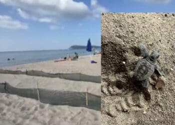 Quartu, le tartarughine Caretta Caretta nate al Poetto prendono la via del mare