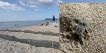 Quartu, le tartarughine Caretta Caretta nate al Poetto prendono la via del mare