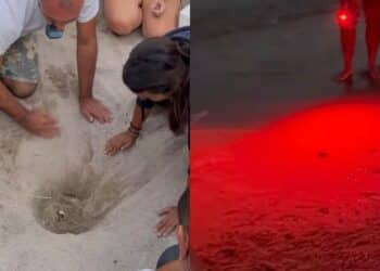 Quartu, 57 tartarughine hanno preso il largo: i numeri della schiusa al Poetto