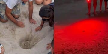 Quartu, 57 tartarughine hanno preso il largo: i numeri della schiusa al Poetto