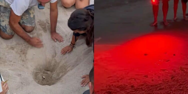 Quartu, 57 tartarughine hanno preso il largo: i numeri della schiusa al Poetto